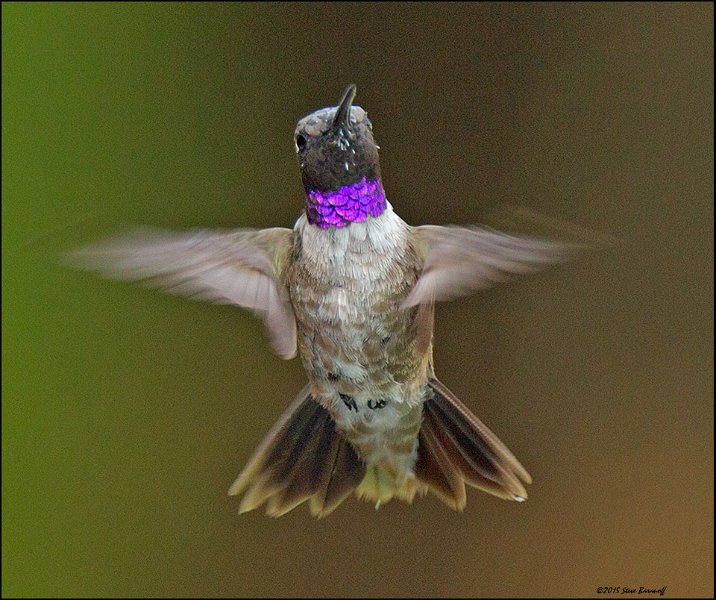 _5SB4183 black-chinned hb.jpg